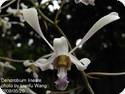 Dendrobium lineale Blue